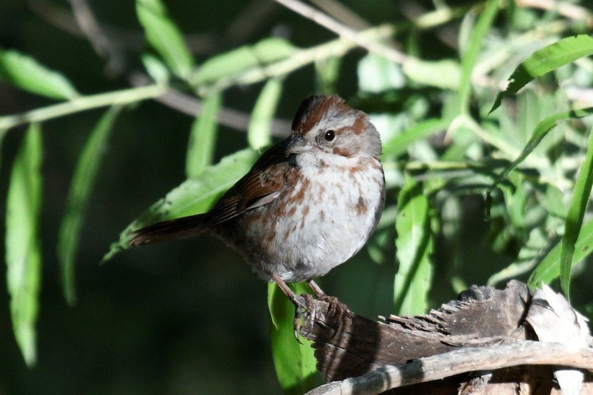 Song Sparrow (fallax Group) - ML578285271