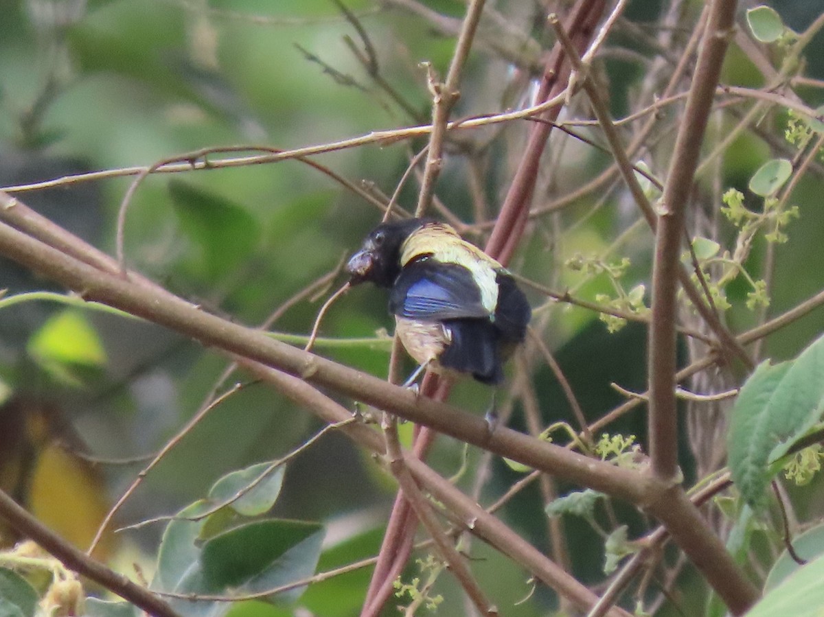 Tangara Cabecinegra - ML578288301