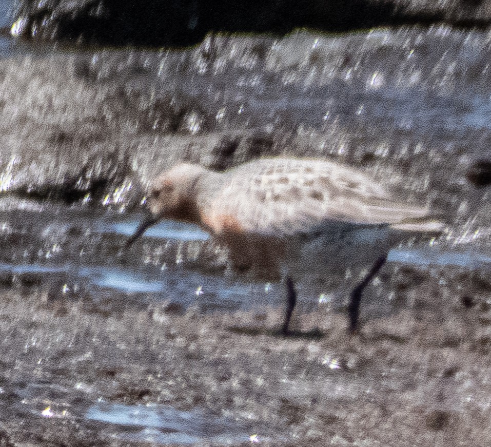 Red Knot - ML578289561