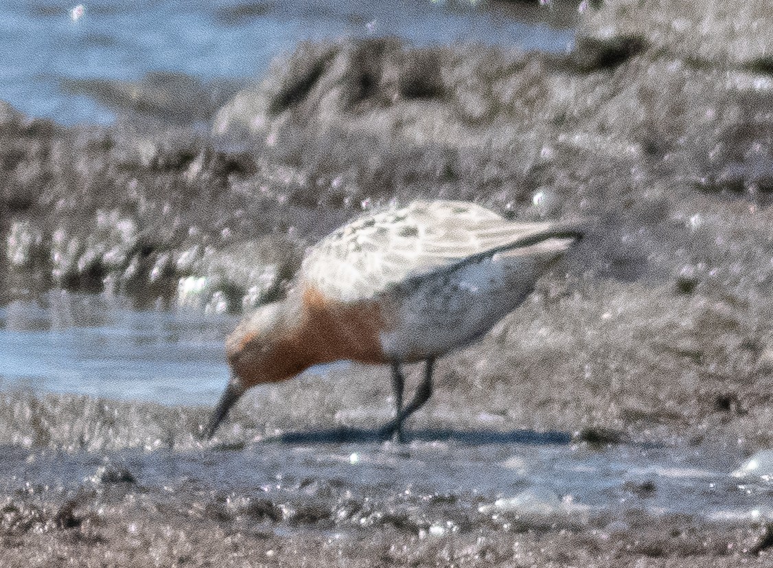 Red Knot - ML578289571