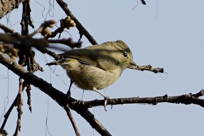 Yellow-browed Tit - ML578289791