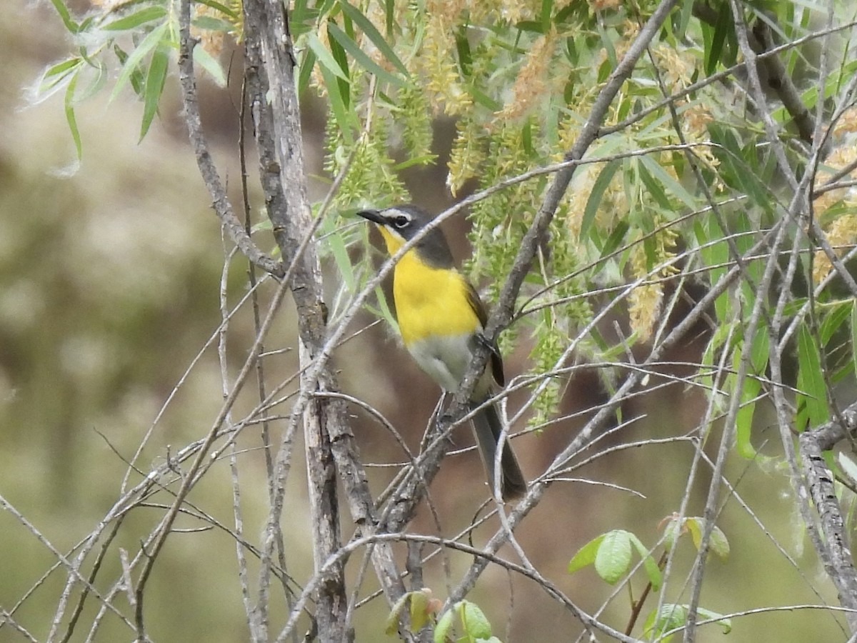 Yellow-breasted Chat - ML578291591