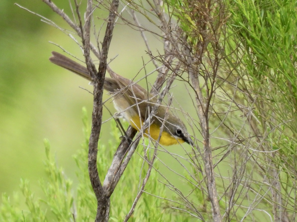 Yellow-breasted Chat - ML578291601