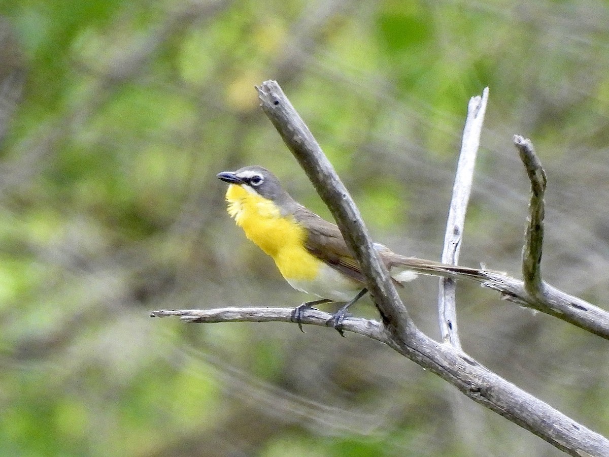 Yellow-breasted Chat - ML578291611