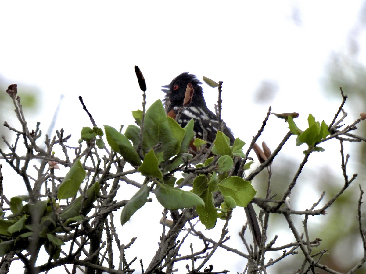 Spotted Towhee - ML578292361