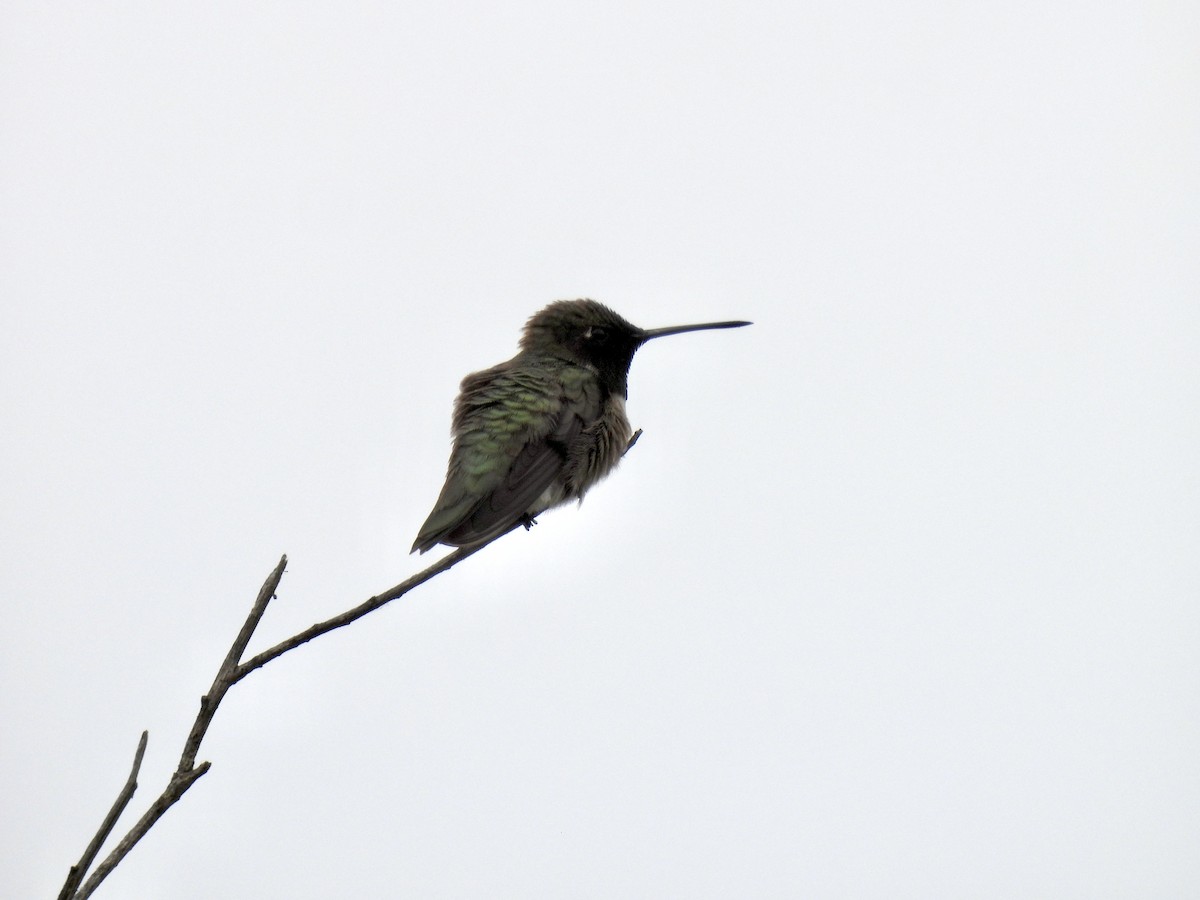 Anna's Hummingbird - ML578296151