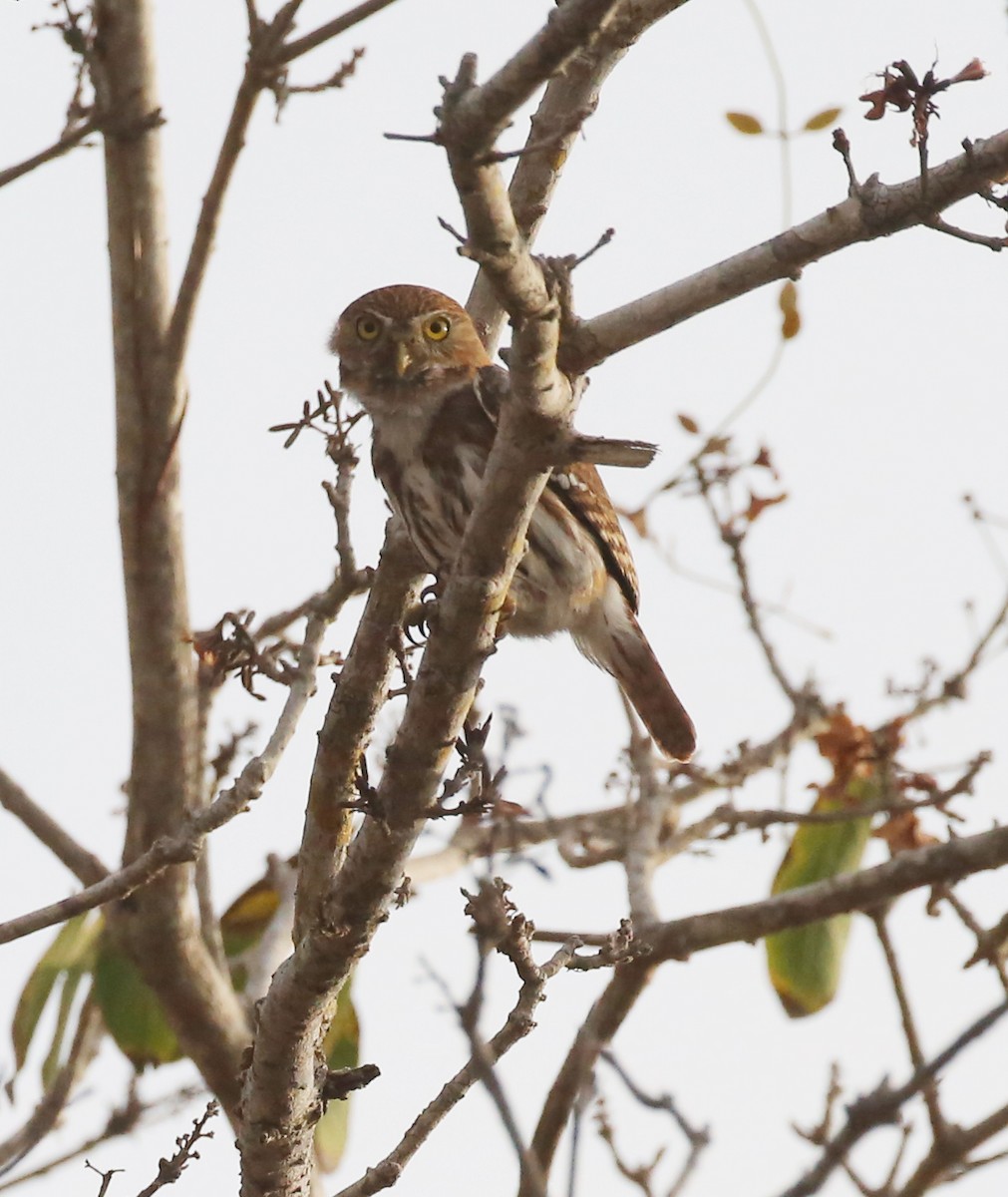 Ferruginous Pygmy-Owl - michael carmody