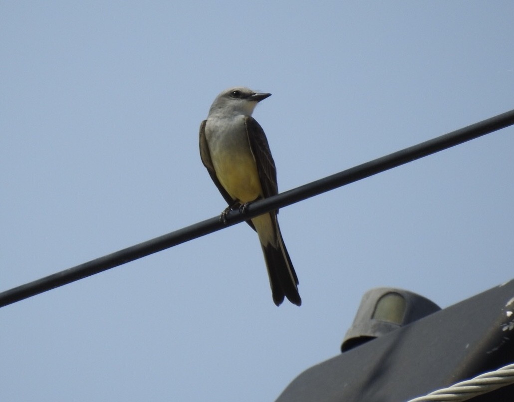 Western Kingbird x Scissor-tailed Flycatcher (hybrid) - ML578299011