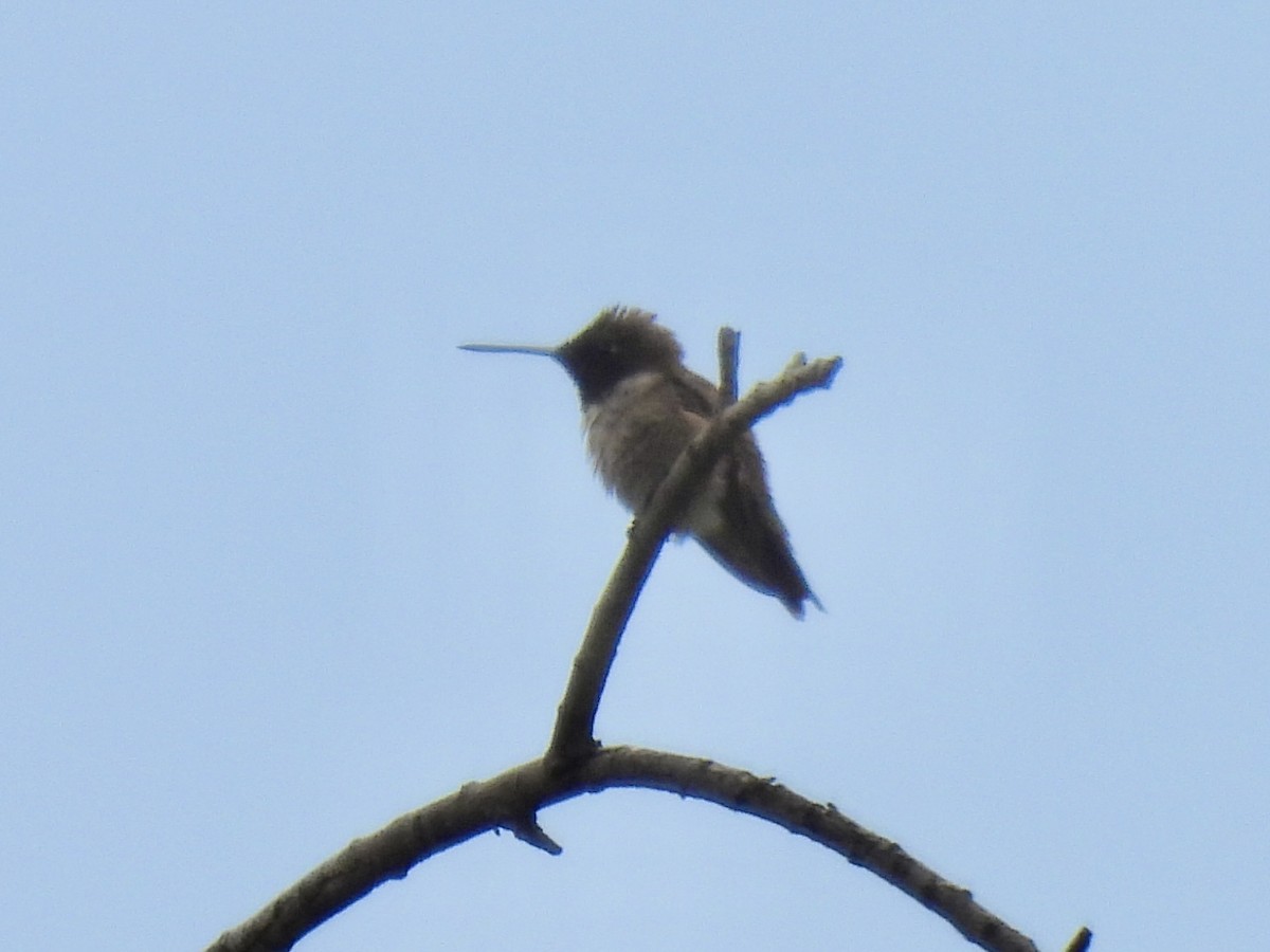 Anna's Hummingbird - ML578300331