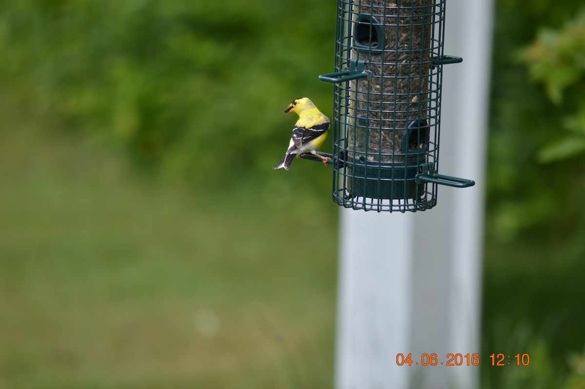 Yellow-rumped Warbler - ML57830141