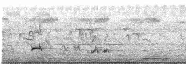 Pied Cuckoo - ML578303221