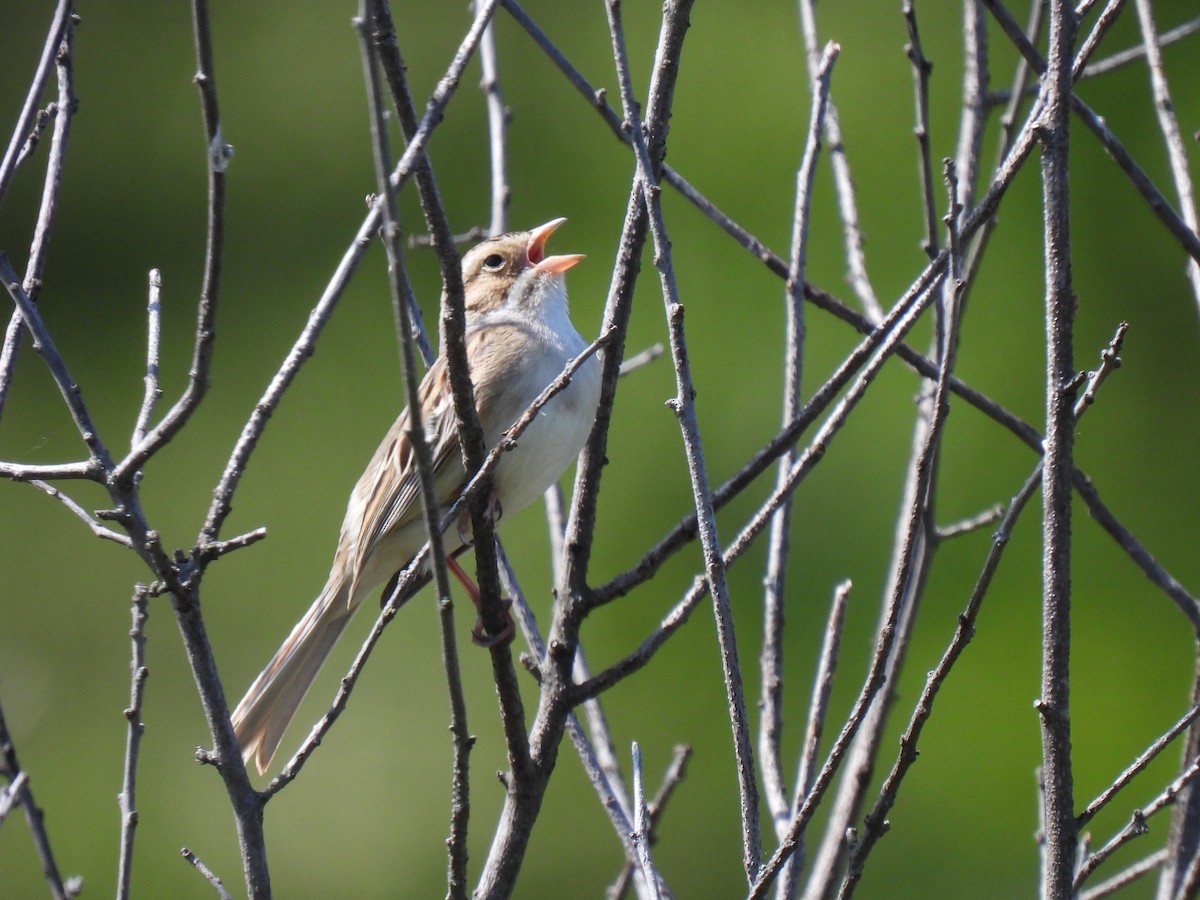 Clay-colored Sparrow - ML578303281