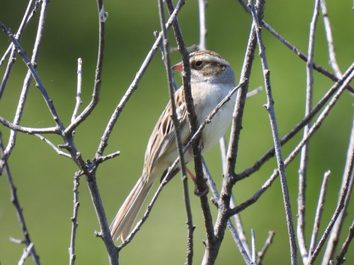 Clay-colored Sparrow - Matthew Porter