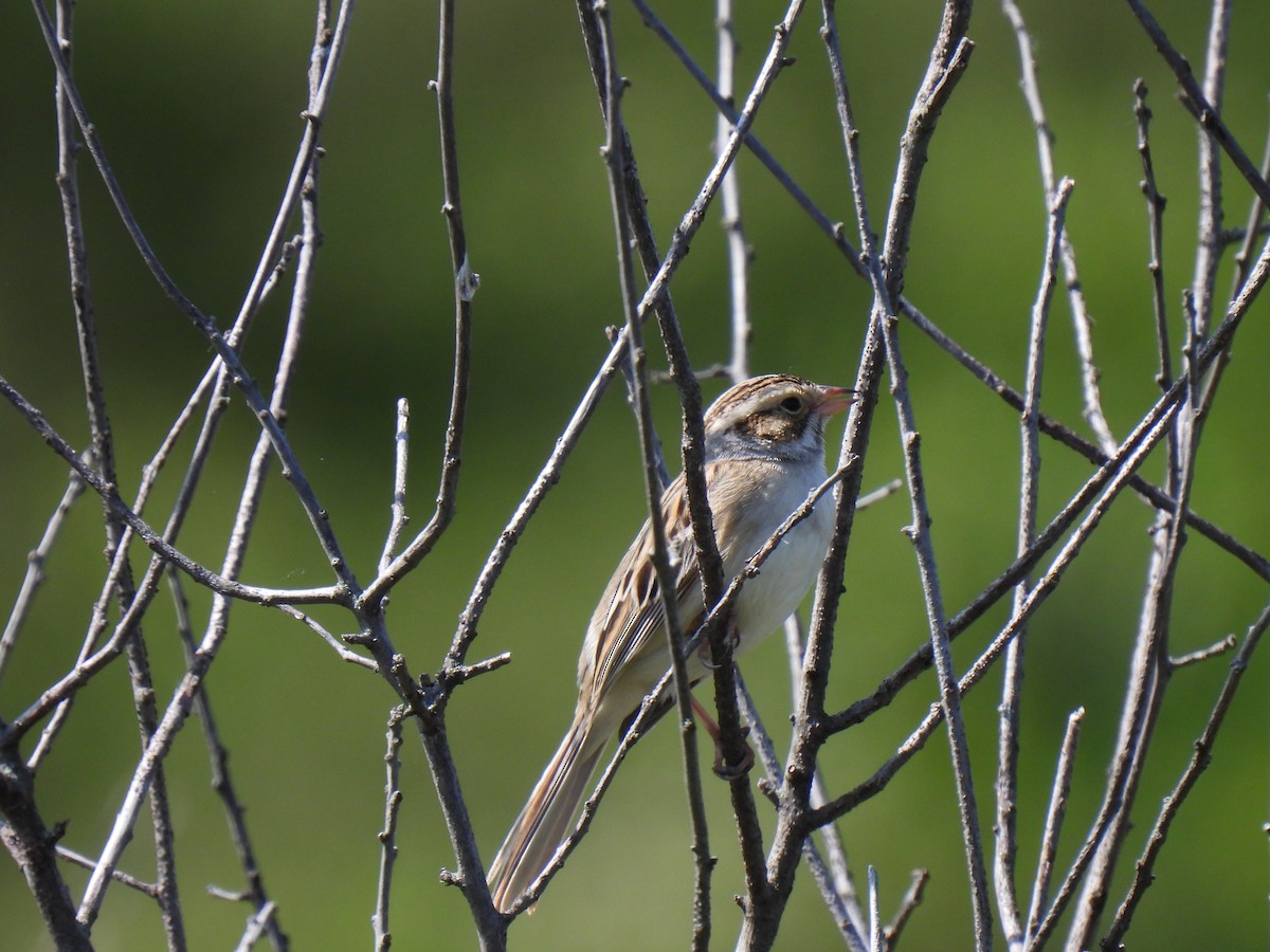 Clay-colored Sparrow - ML578303301