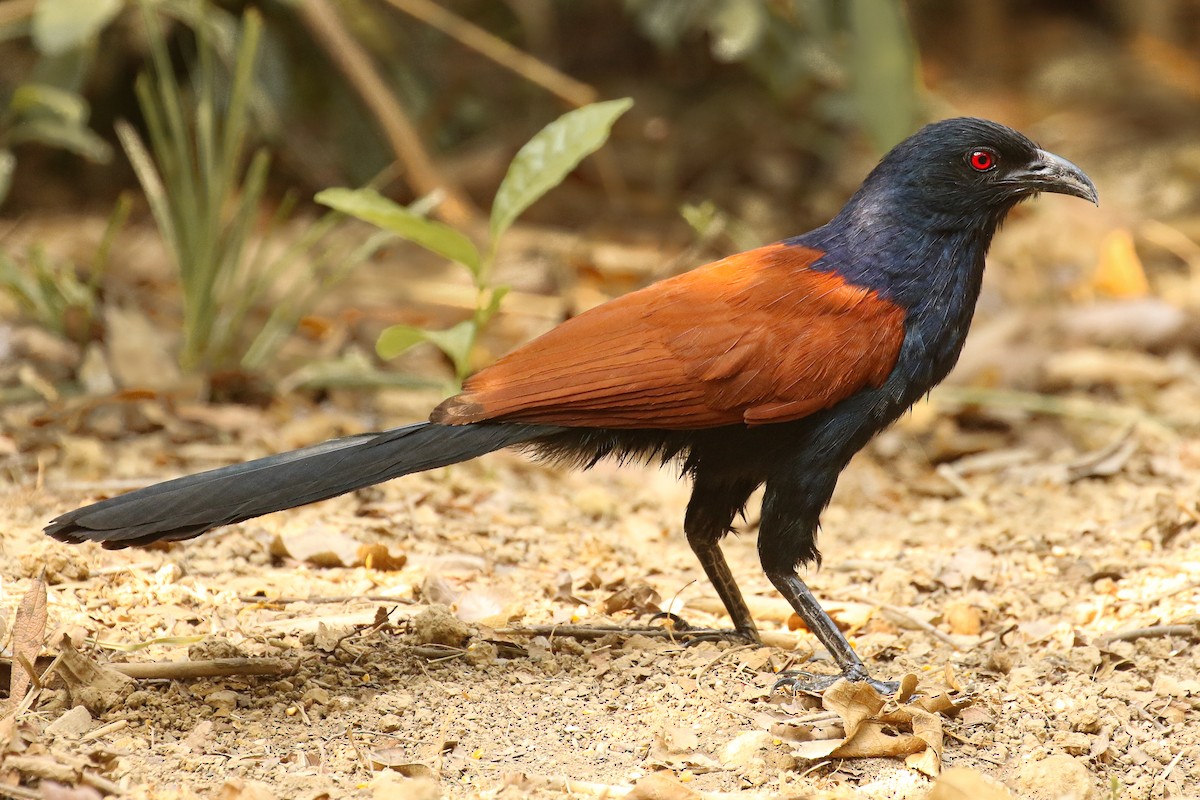 Greater Coucal - ML578303351