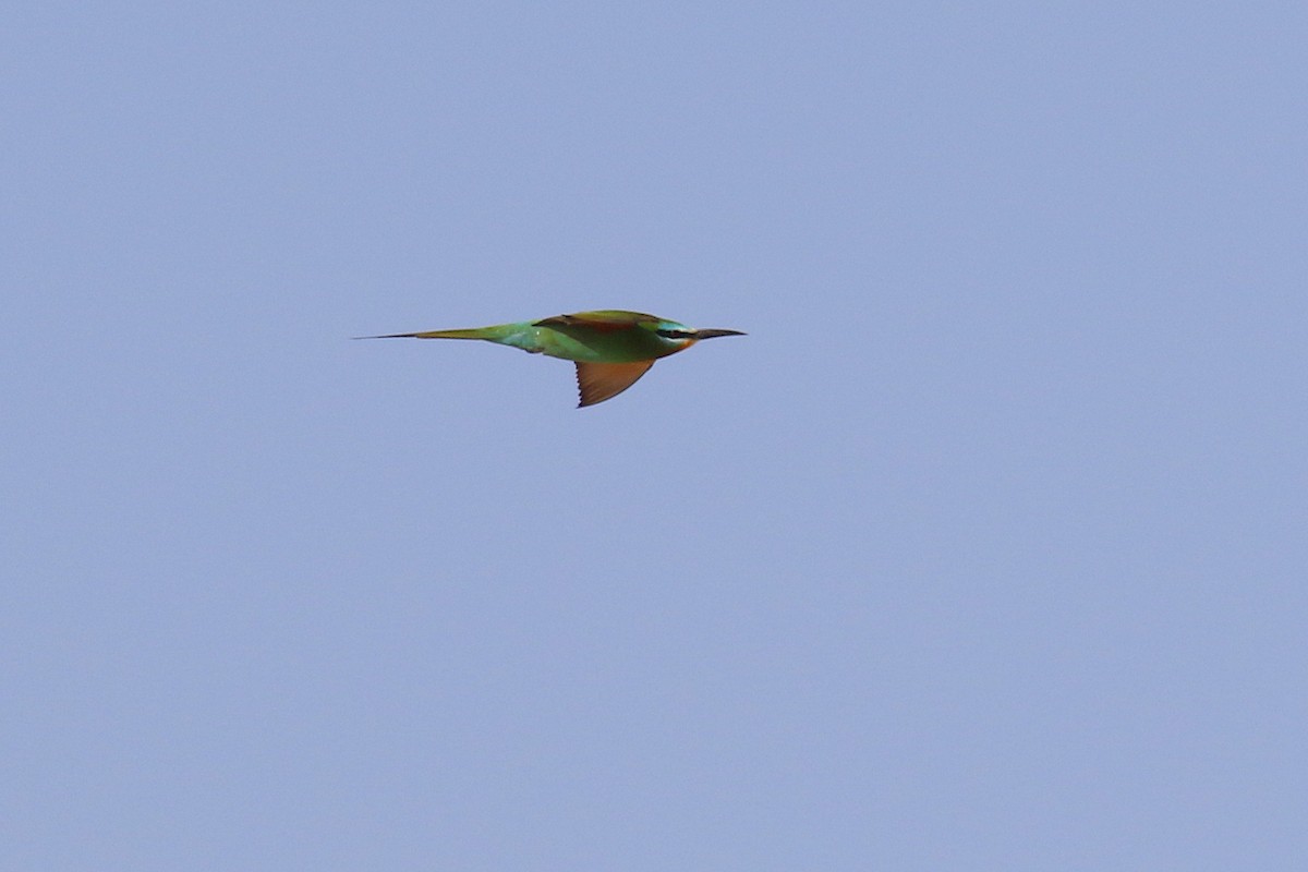 Blue-cheeked Bee-eater - ML578304881