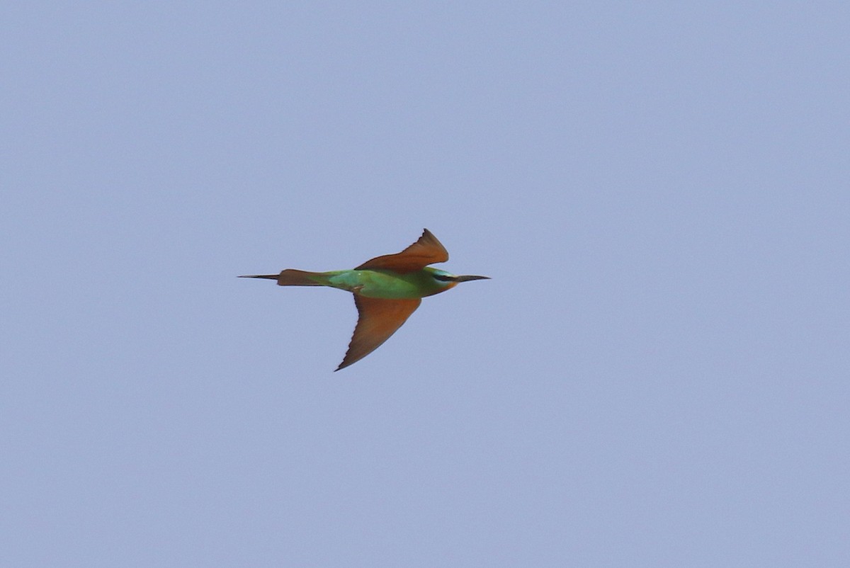 Blue-cheeked Bee-eater - ML578304891
