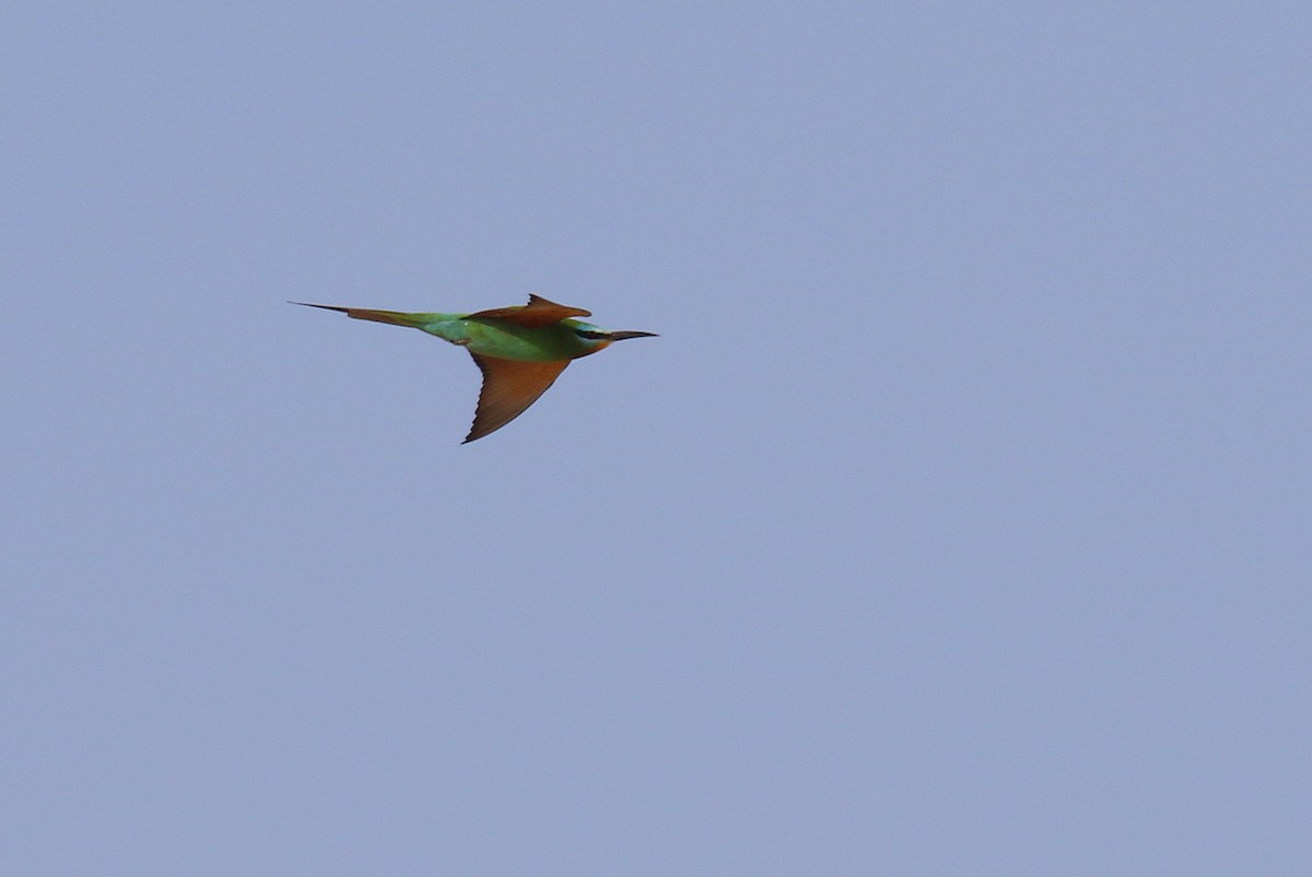 Blue-cheeked Bee-eater - ML578304901