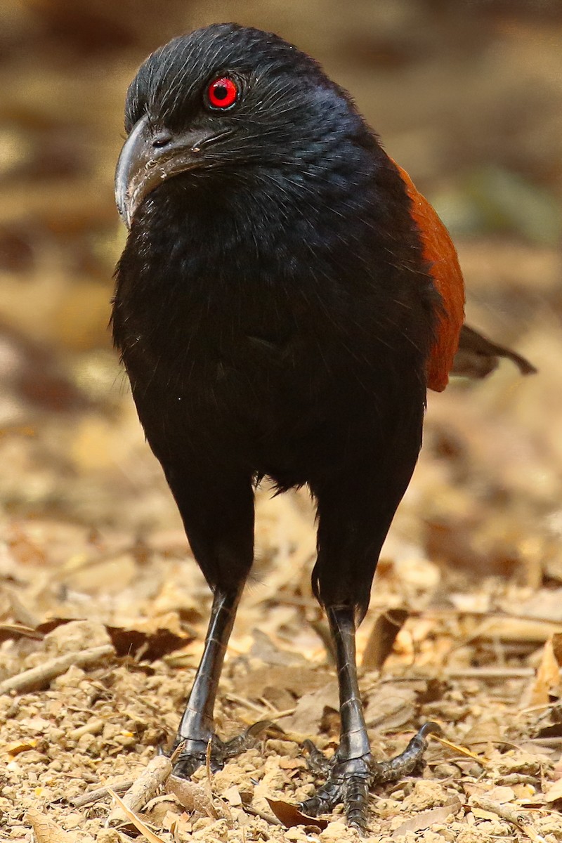Greater Coucal - ML578305461