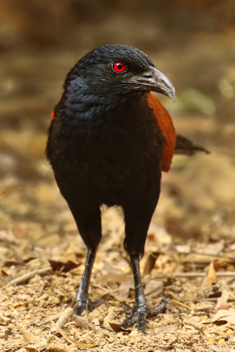 Greater Coucal - ML578305471