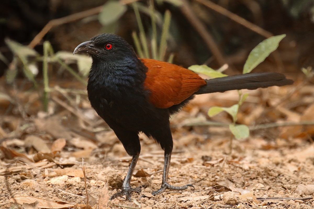 Greater Coucal - ML578305531