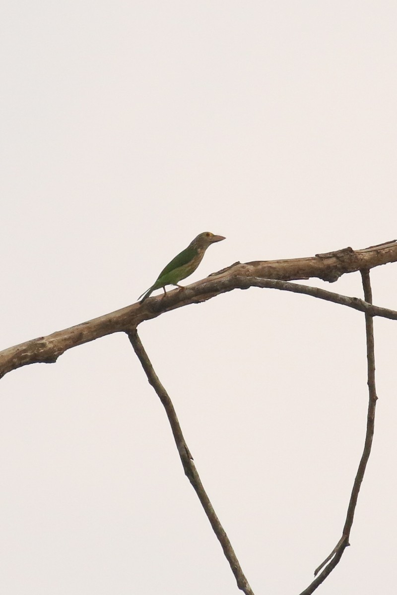 Lineated Barbet - ML578305871