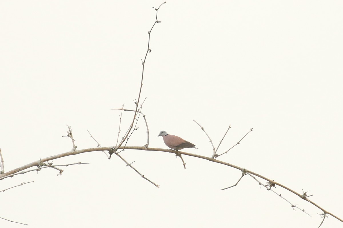 Red Collared-Dove - ML578306161