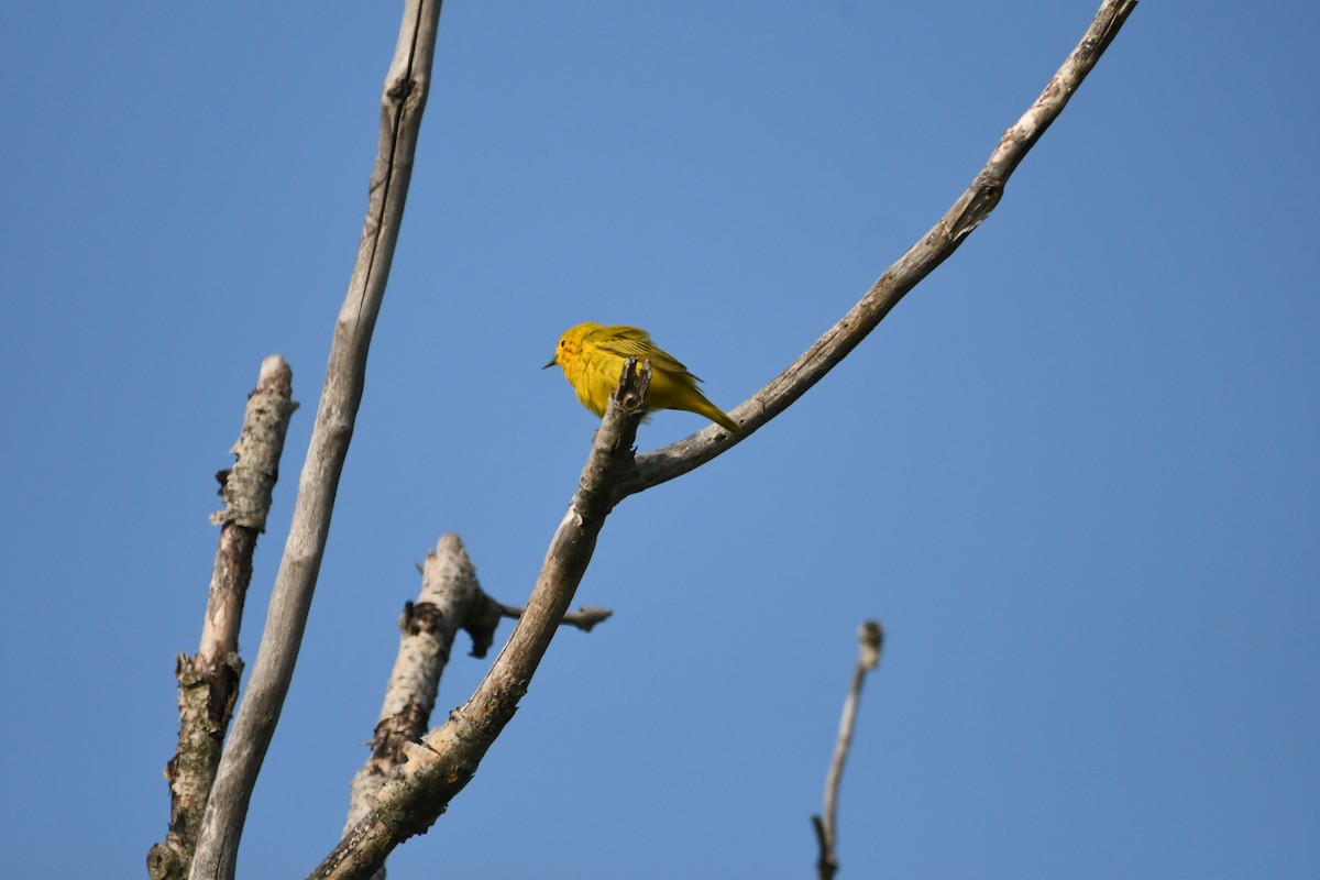 Yellow Warbler - ML578306201