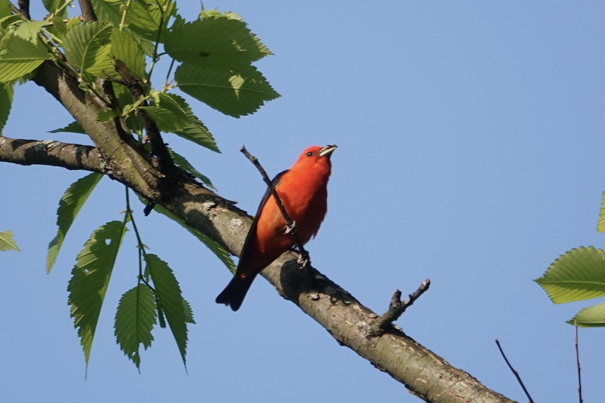 Scarlet Tanager - ML578306441