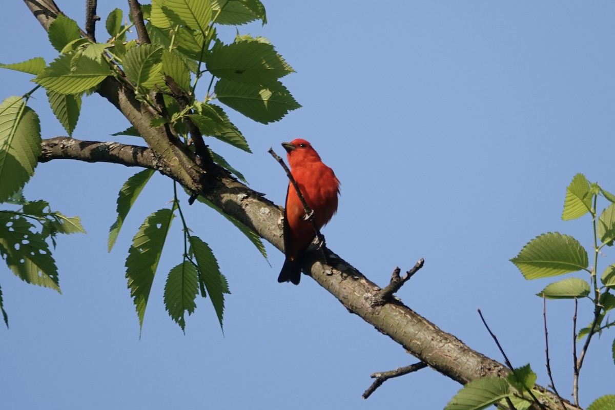 Scarlet Tanager - ML578306451