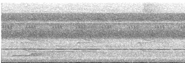 Pic ondé (groupe grammicus) - ML578310681
