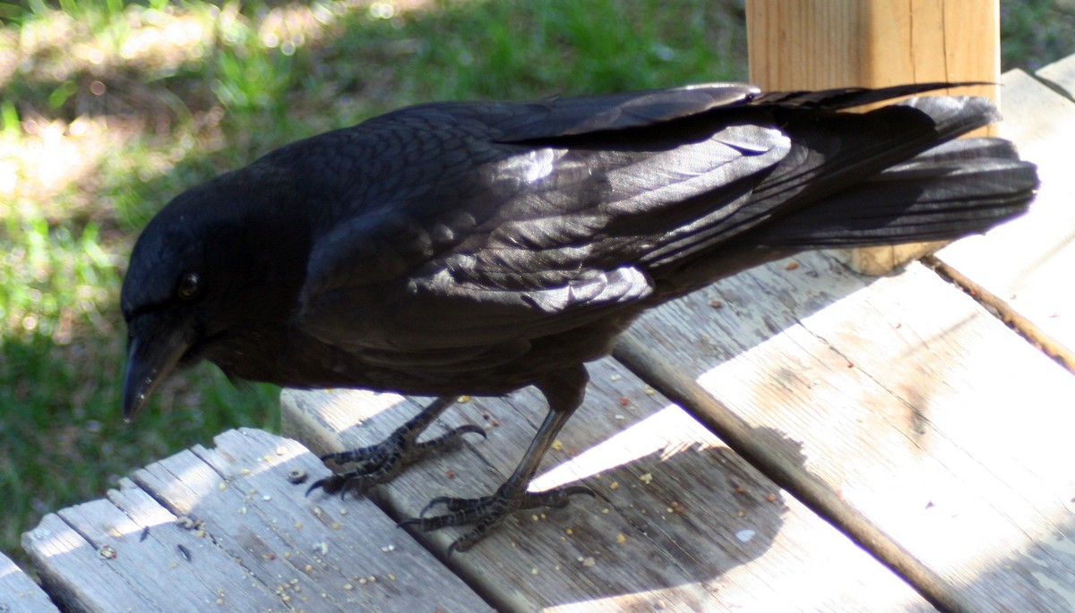 American Crow - ML578310971