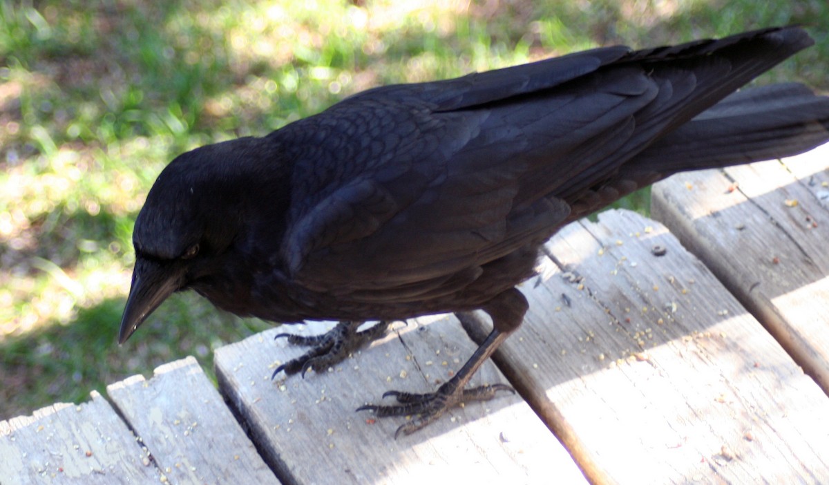 American Crow - ML578311011