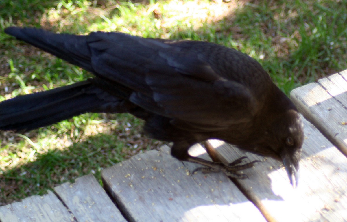 American Crow - ML578311021