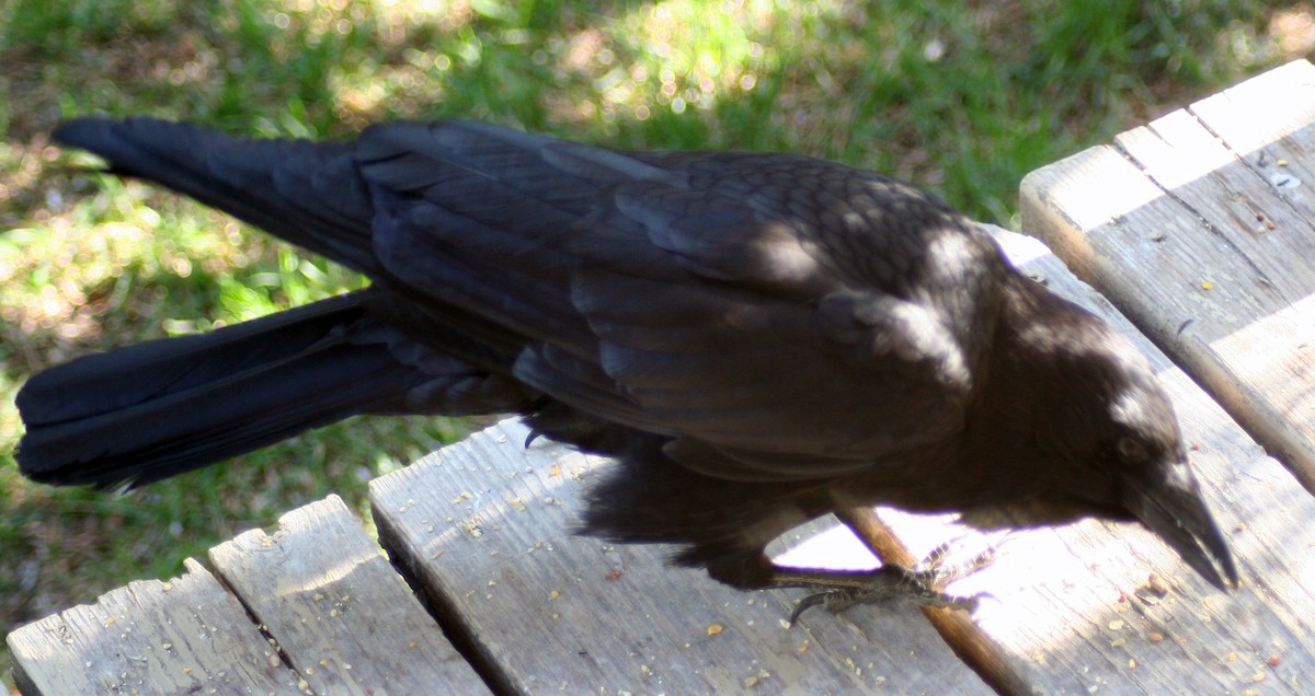 American Crow - ML578311031