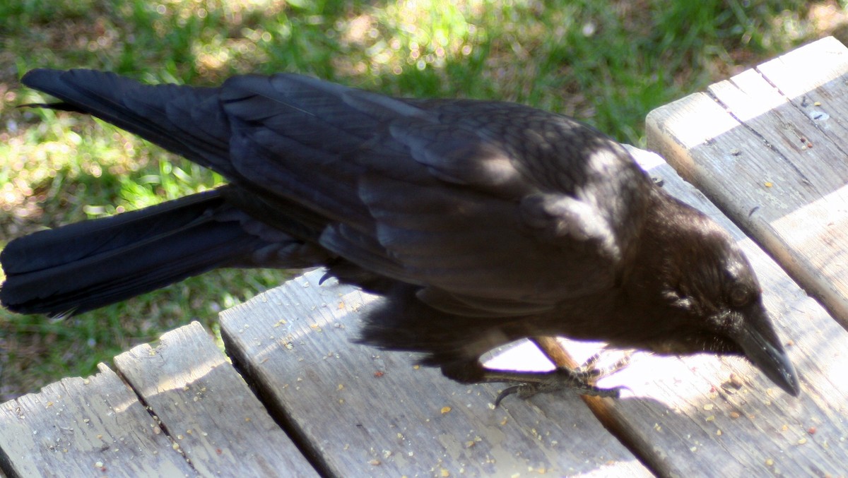 American Crow - ML578311041