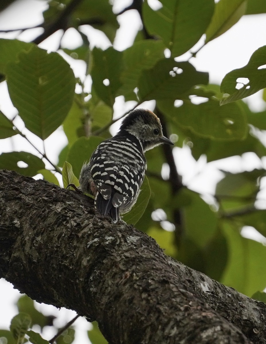 Brown-fronted Woodpecker - ML578316261