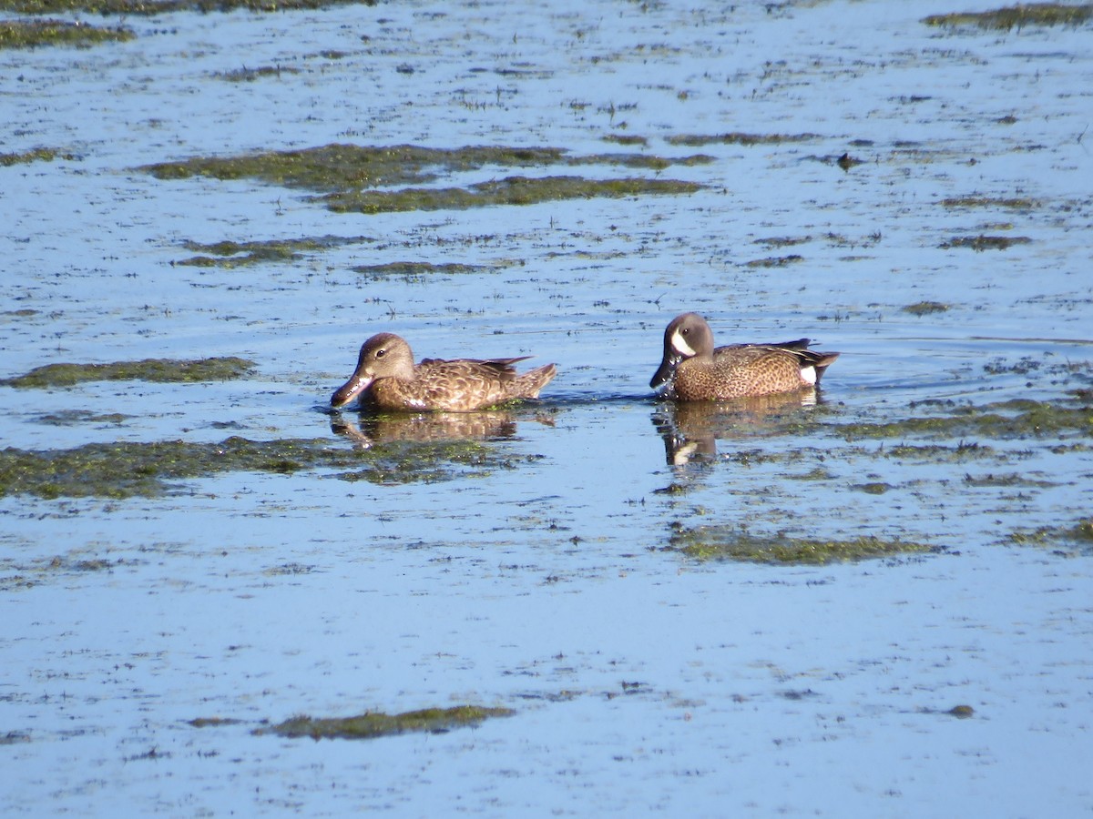 Blue-winged Teal - ML578319271