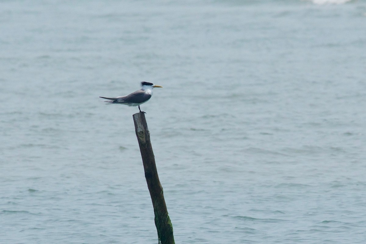 Great Crested Tern - Qin Huang