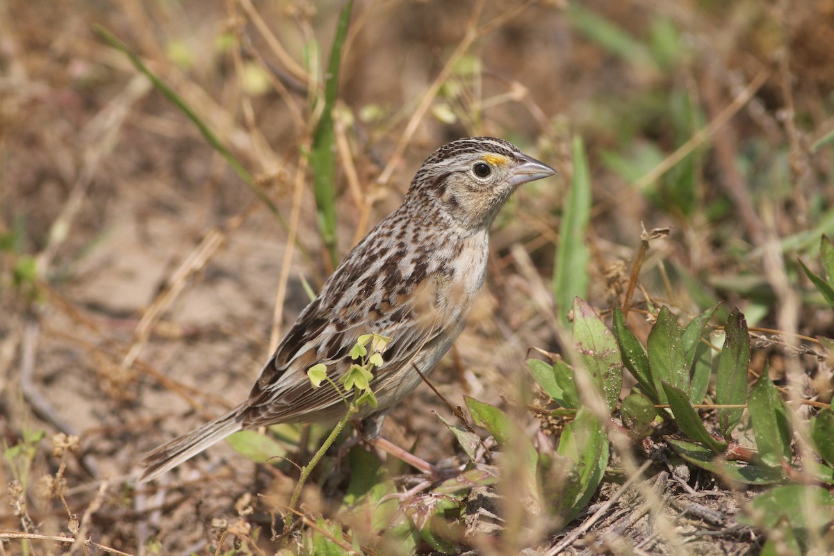 Grasshopper Sparrow - ML578319871