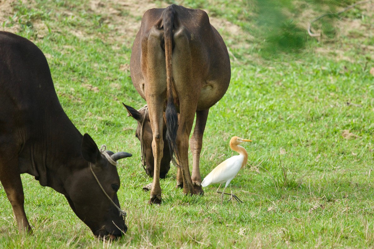 Eastern Cattle Egret - Qin Huang