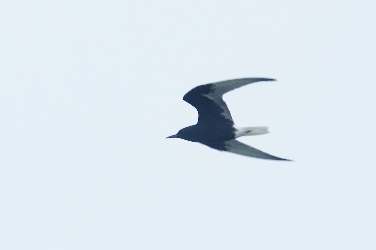 White-winged Tern - Qin Huang