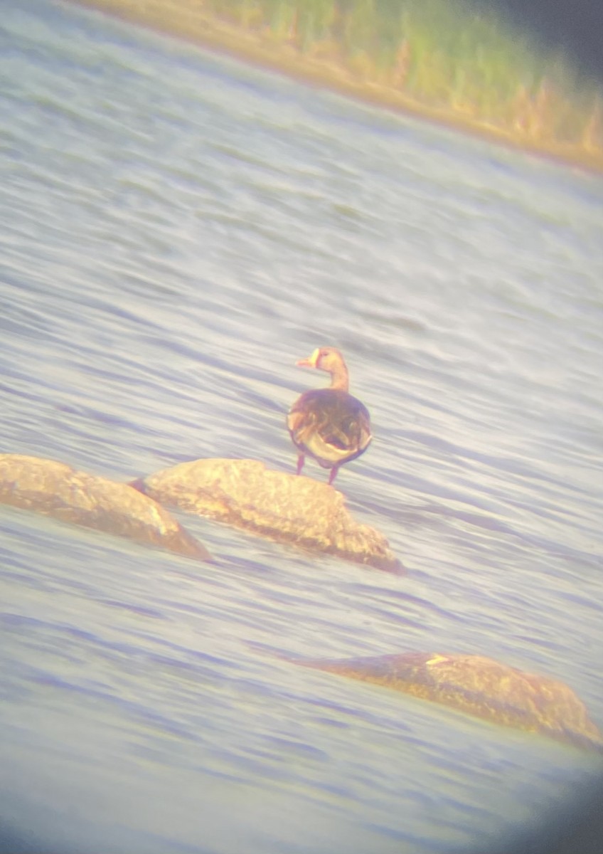 Greater White-fronted Goose - ML578325461