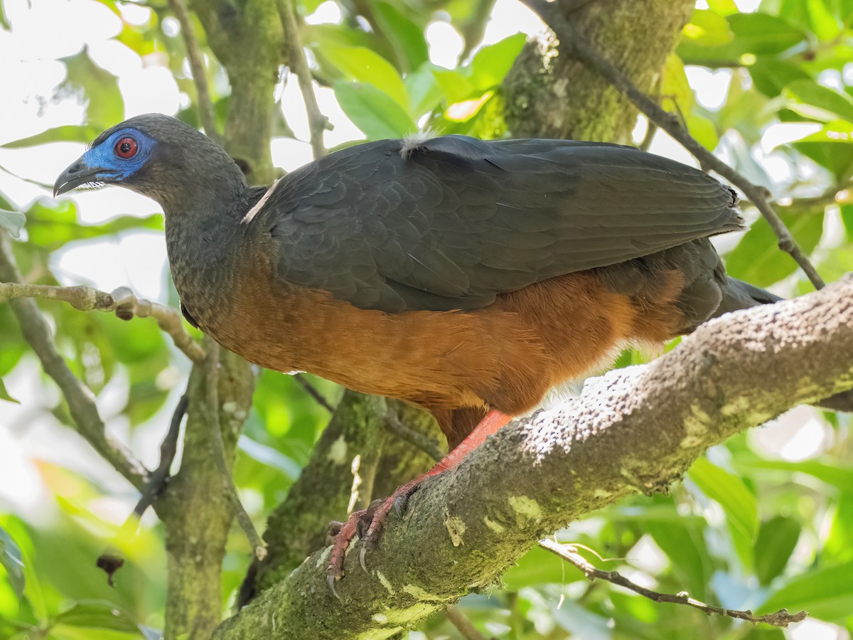 Sickle-winged Guan - ML578325931