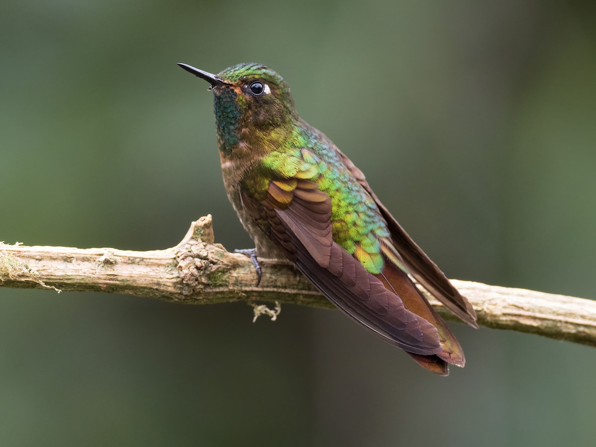 Tyrian Metaltail - ML578326381