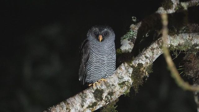 Black-banded Owl (San Isidro) - ML578327171