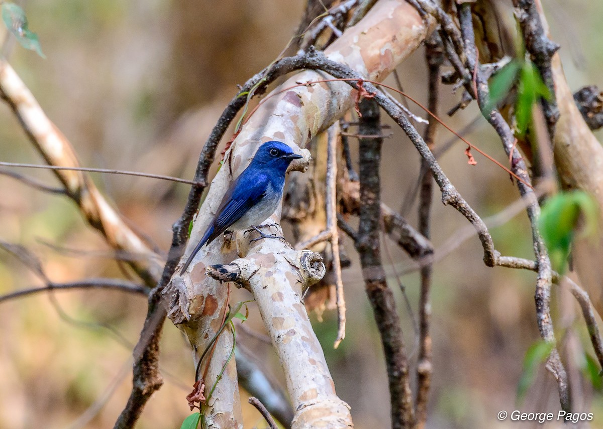 Hainan Blue Flycatcher - George Pagos