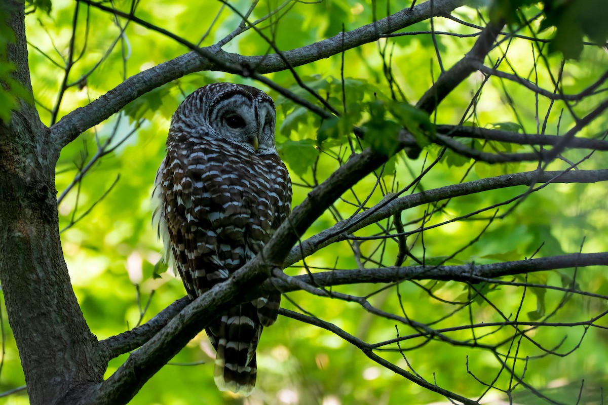 Barred Owl - ML578327741