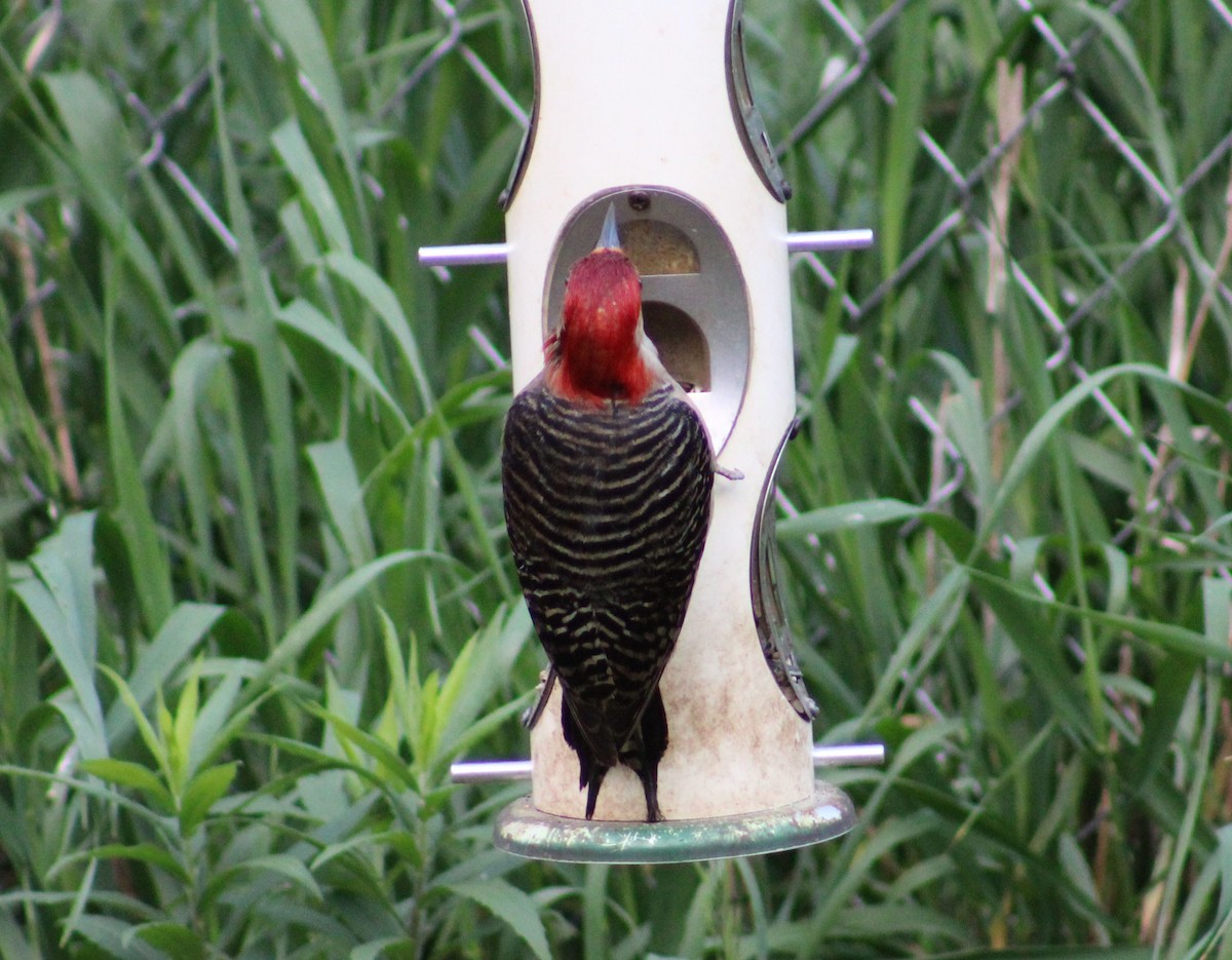 Red-bellied Woodpecker - ML578328401