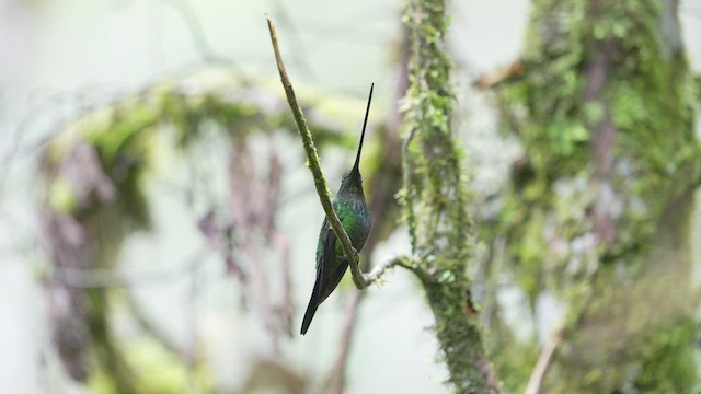 Sword-billed Hummingbird - ML578332701